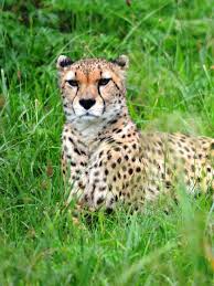 Gepard súdánský