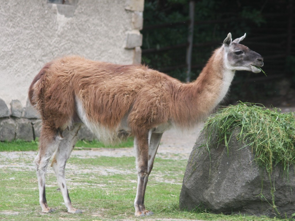 Lama guanako