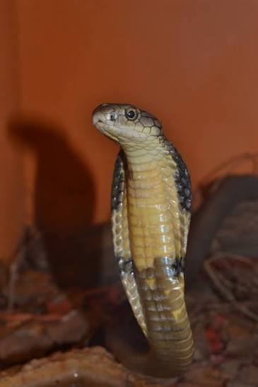 Kobra královská