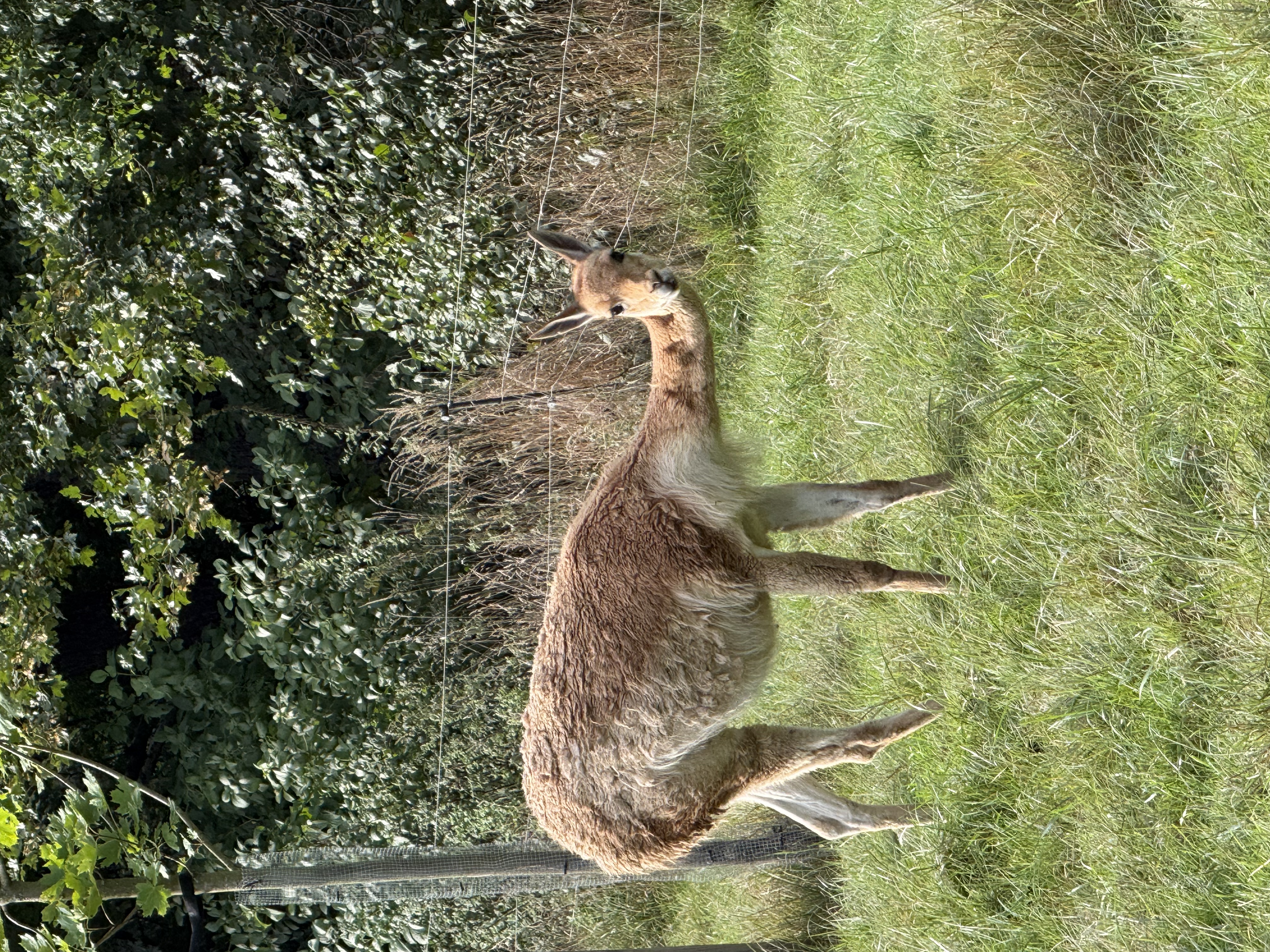 Vikuňa