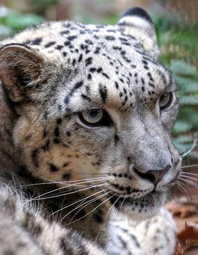 Sněžný leopard