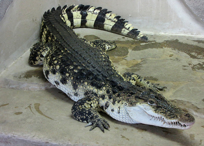 Krokodýl filipínský