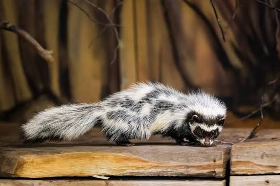 Skunk pruhovaný