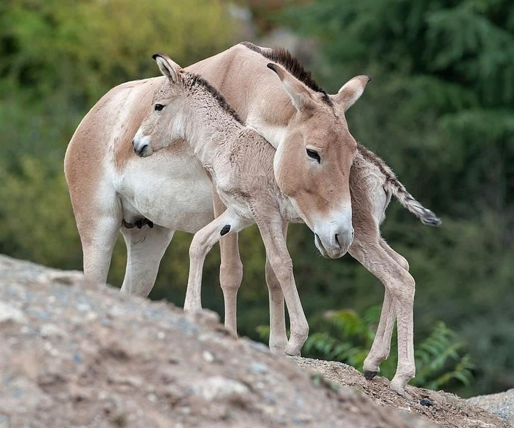 Kulan